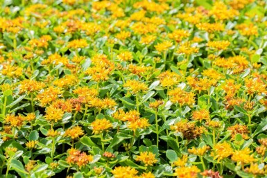 Orpin jaune Sedum kamtschaticum 5-10 pot P9 Sedum kamtschaticum