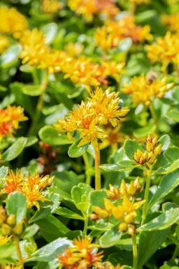 Sedum kamtschaticum
