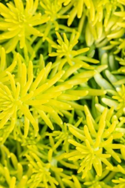 Orpin des rochers Sedum reflexum 'Angelina' 5-10 pot P9 Sedum reflexum 'Angelina'