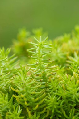 Orpin des rochers Sedum reflexum 'Angelina' 5-10 pot P9 Sedum reflexum 'Angelina'