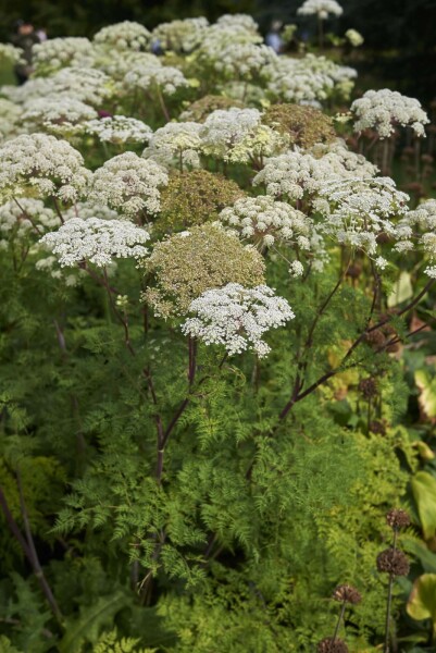 Fenouil des montagnes Selinum wallichianum 5-10 pot P9 Selinum wallichianum