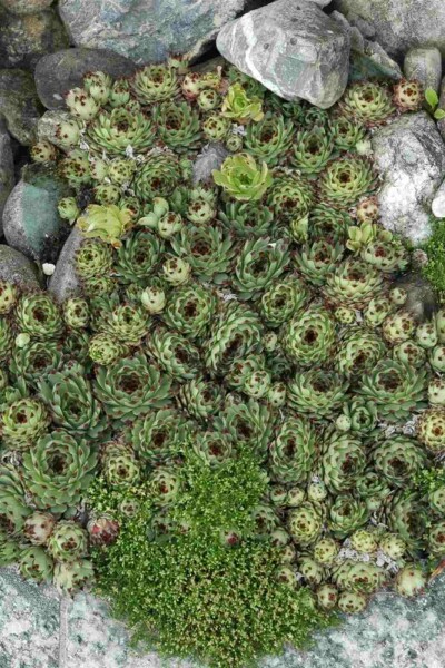 Joubarbe des toits Sempervivum tectorum 5-10 pot P9 Sempervivum tectorum