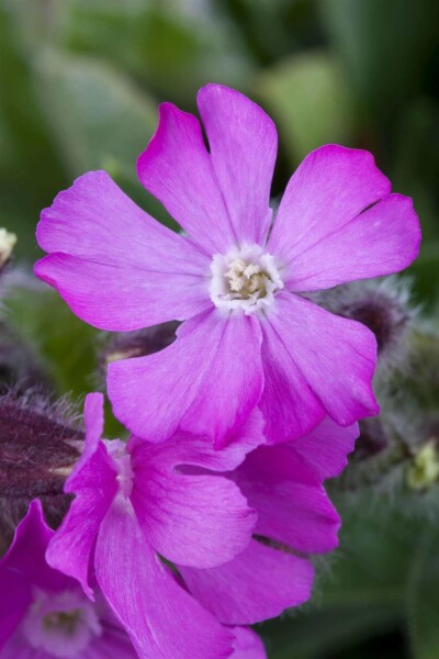 Silene schafta
