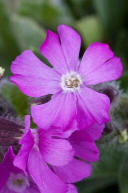 Silene schafta