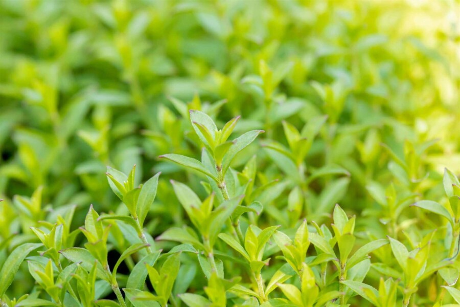 Silène de schafta Silene schafta 5-10 pot P9 Silene schafta