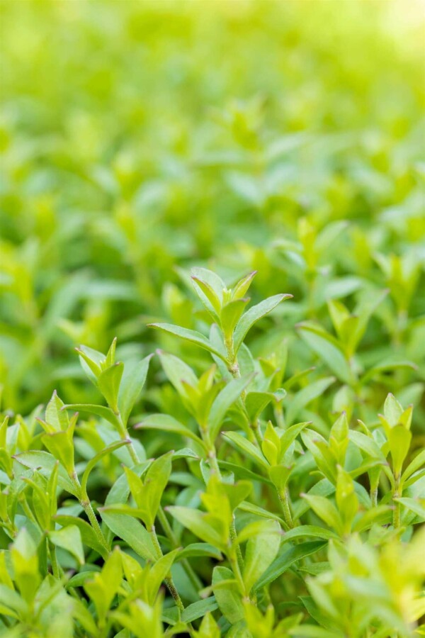 Silène de schafta Silene schafta 5-10 pot P9 Silene schafta