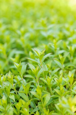 Silène de schafta Silene schafta 5-10 pot P9 Silene schafta