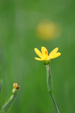 Sisyrinchium californicum