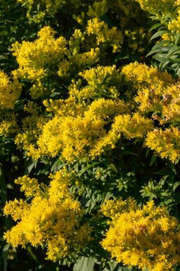 Solidage Solidago 'Golden Mosa' 5-10 pot P9 Solidago 'Golden Mosa'