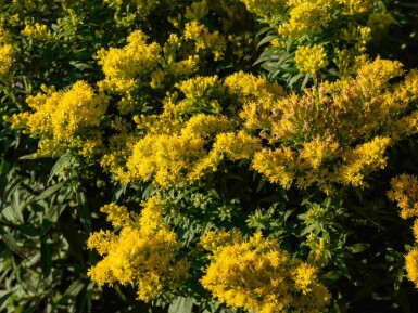 Solidage Solidago 'Golden Mosa' 5-10 pot P9 Solidago 'Golden Mosa'
