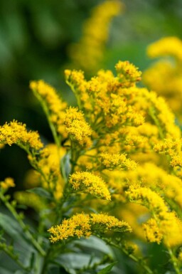 Solidage Solidago 'Strahlenkrone' 5-10 pot P9 Solidago 'Strahlenkrone'