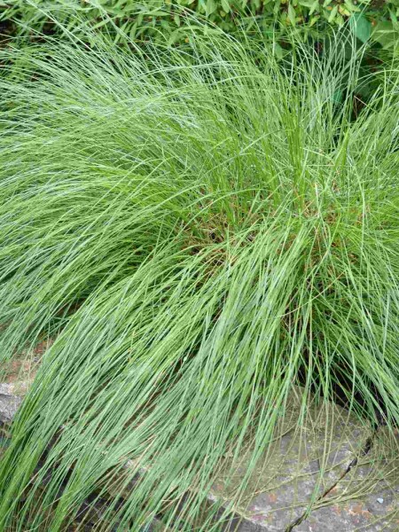 Herbe parfumée Sporobolus heterolepis 5-10 pot P9 Sporobolus heterolepis