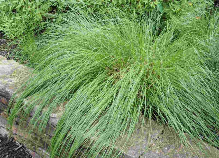 Herbe parfumée Sporobolus heterolepis 5-10 pot P9 Sporobolus heterolepis
