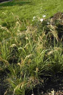 Herbe Ă  plume Stipa capillata 5-10 pot P9 Stipa capillata
