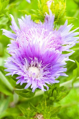 Stokesie Stokesia laevis 5-10 pot P9 Stokesia laevis