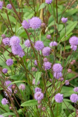 Scabieuse des prés Succisa pratensis 5-10 pot P9 Succisa pratensis