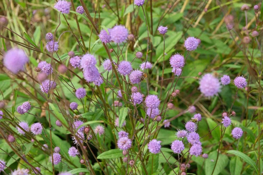 Scabieuse des prés Succisa pratensis 5-10 pot P9 Succisa pratensis