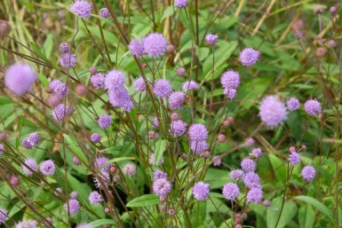 Scabieuse des prés Succisa pratensis 5-10 pot P9 Succisa pratensis