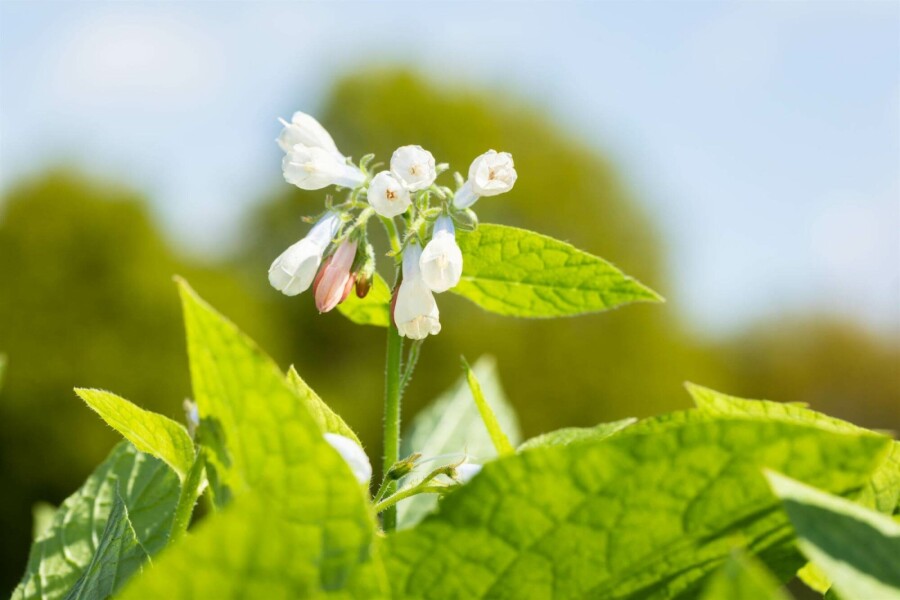 Grande consoude Symphytum grandiflorum 'Hidcote Blue' 5-10 pot P9 Symphytum grandiflorum 'Hidcote Blue'
