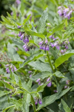 Symphytum officinale