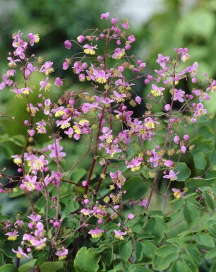 Rue des prés Thalictrum rochebrunianum 5-10 pot P9 Thalictrum rochebrunianum