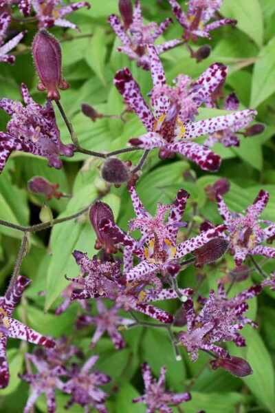 Lis des crapauds Tricyrtis hirta 5-10 pot P9 Tricyrtis hirta
