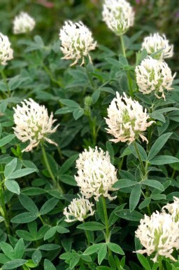 Trèfle blanchâtre Trifolium ochroleucon 5-10 pot P9 Trifolium ochroleucon