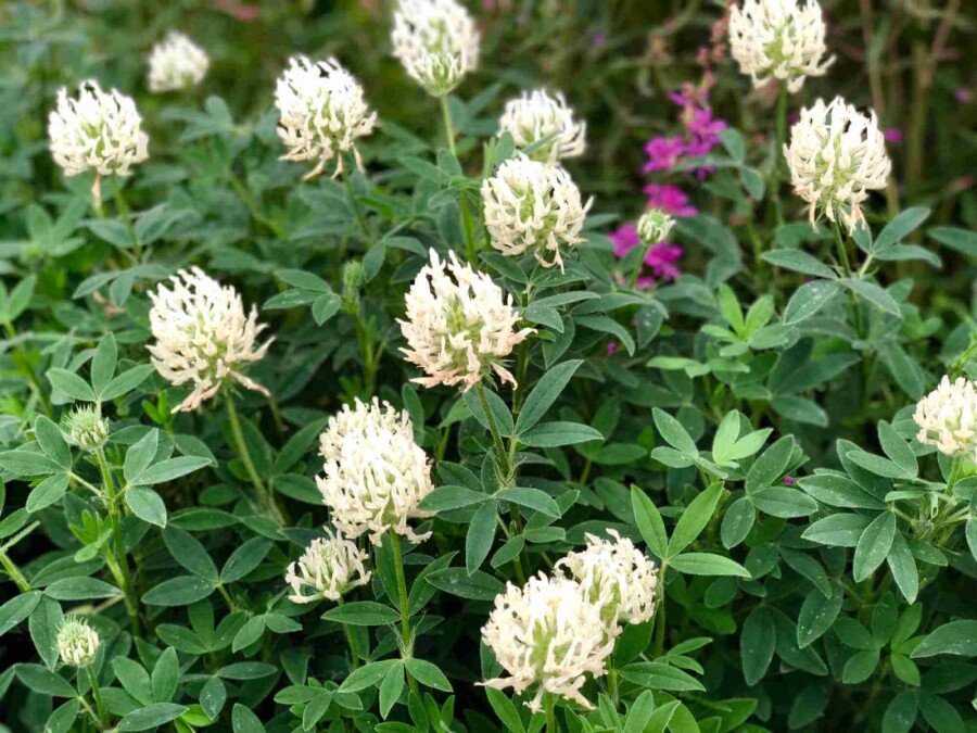 Trèfle blanchâtre Trifolium ochroleucon 5-10 pot P9 Trifolium ochroleucon