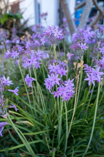 Ail des jardins Tulbaghia violacea 5-10 pot P9 Tulbaghia violacea