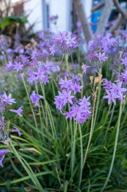 Ail des jardins Tulbaghia violacea 5-10 pot P9 Tulbaghia violacea
