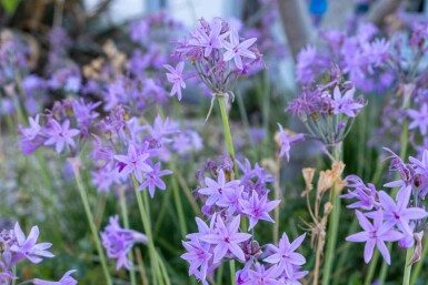 Ail des jardins Tulbaghia violacea 5-10 pot P9 Tulbaghia violacea