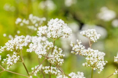 Valeriana officinalis