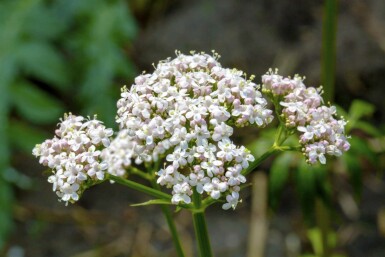 Valeriana officinalis