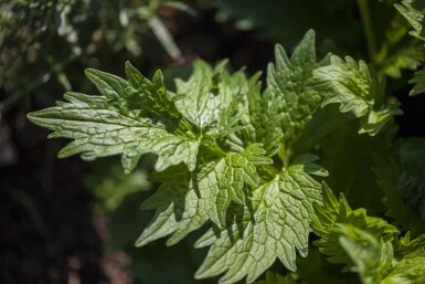 Valeriana officinalis