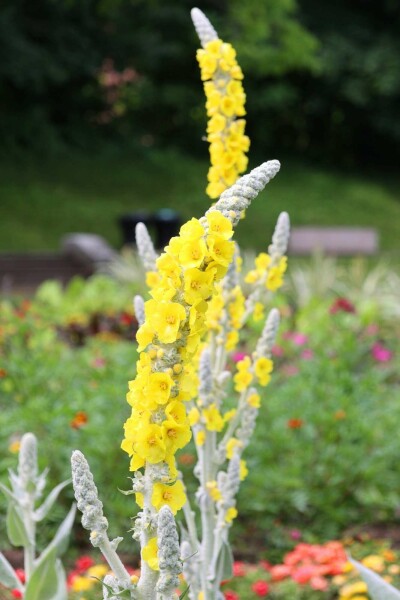 Molène Verbascum bombyciferum 5-10 pot P9 Verbascum bombyciferum
