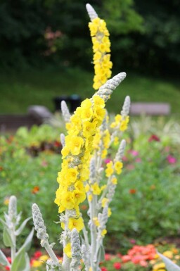 Molène Verbascum bombyciferum 5-10 pot P9 Verbascum bombyciferum