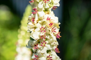 Verbascum chaixii 'Album'