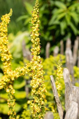 Verbascum densiflorum