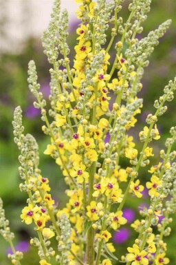 Verbascum nigrum