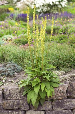Verbascum nigrum