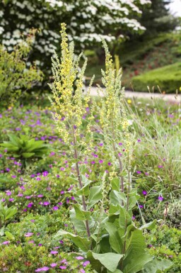 Verbascum olympicum