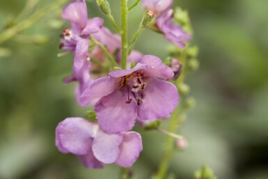 Molène violette Verbascum phoeniceum 5-10 pot P9 Verbascum phoeniceum