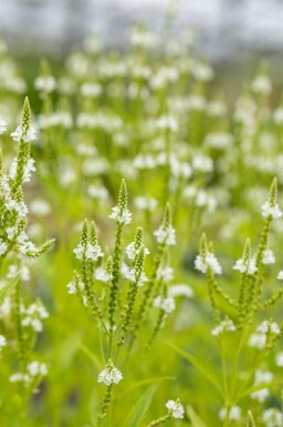 Verveine hastée Verbena hastata 'Alba' 5-10 pot P9 Verbena hastata 'Alba'
