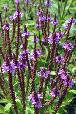 Verveine bleue Verbena hastata 5-10 pot P9 Verbena hastata