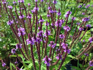 Verveine bleue Verbena hastata 5-10 pot P9 Verbena hastata