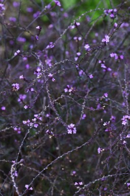 Verveine officinale Verbena officinalis 'Bampton' 5-10 pot P9 Verbena officinalis 'Bampton'