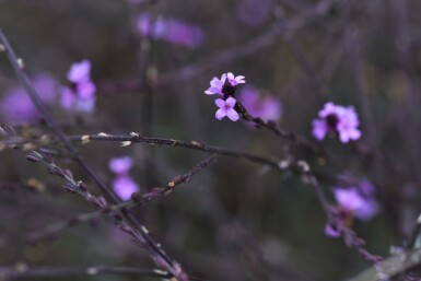 Verveine officinale Verbena officinalis 'Bampton' 5-10 pot P9 Verbena officinalis 'Bampton'