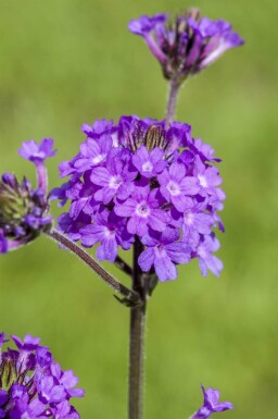 Verbena rigida