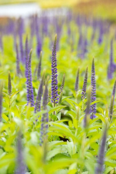 Veronica longifolia 'Blauriesin'