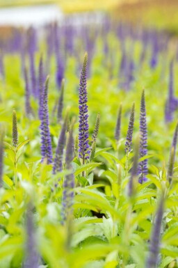 Veronica longifolia 'Blauriesin'